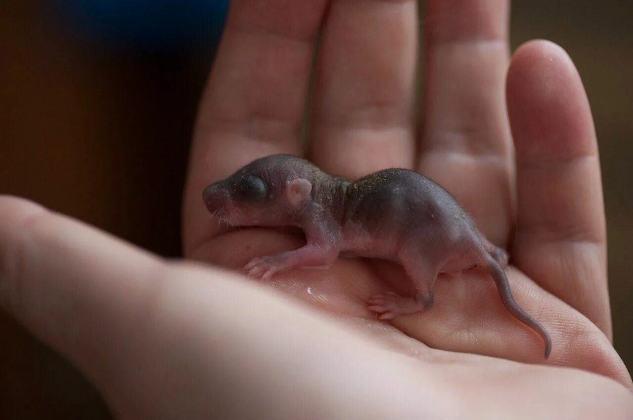 Новорожденные детеныши мыши. Крысята Новорожденные Дикие. Маленькие крысята Новорожденные.