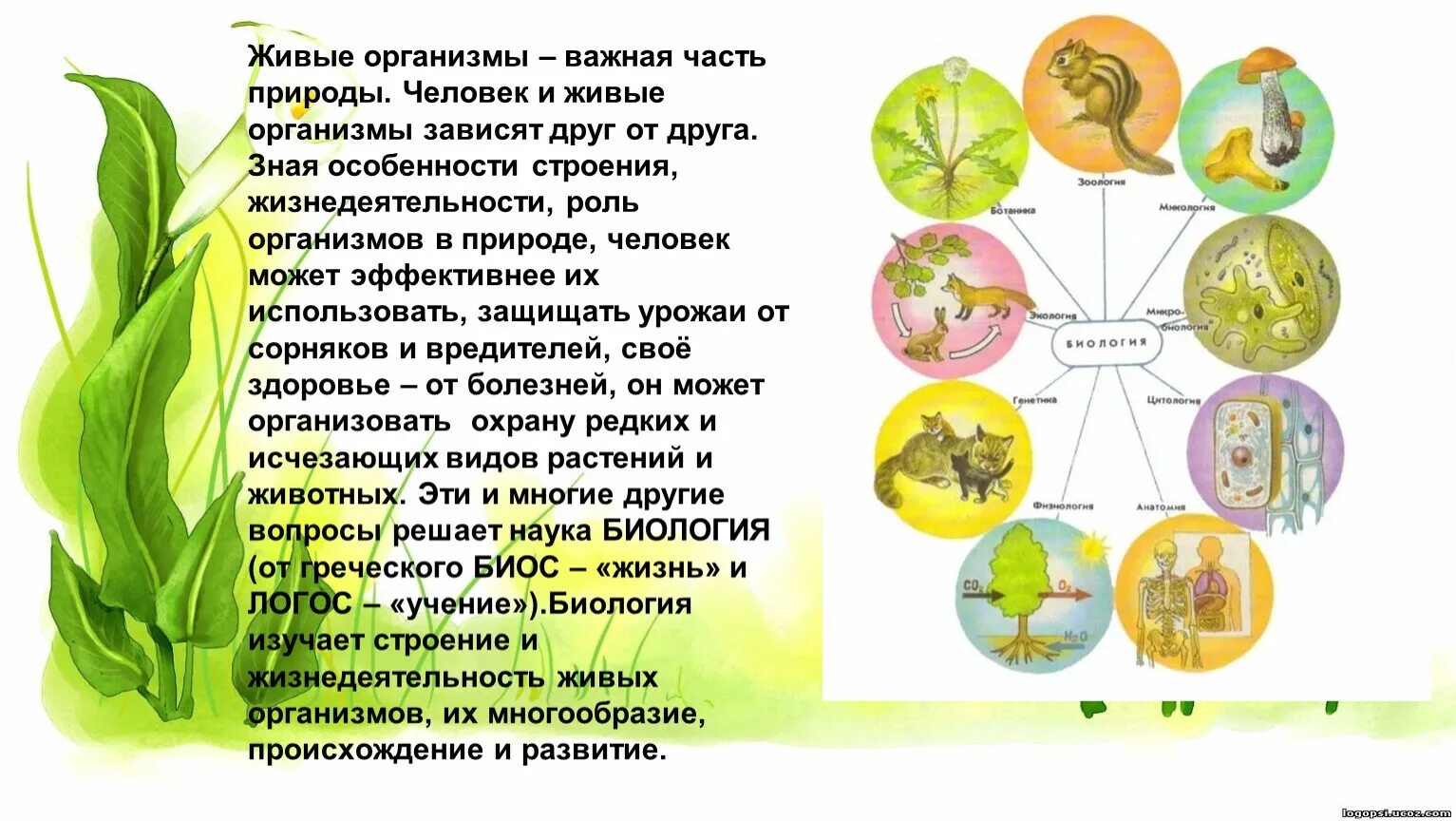 Живые организмы. Живые организмы презентация. Живые организмы биология. Информация о живом организме. Конспект по теме значение биологии