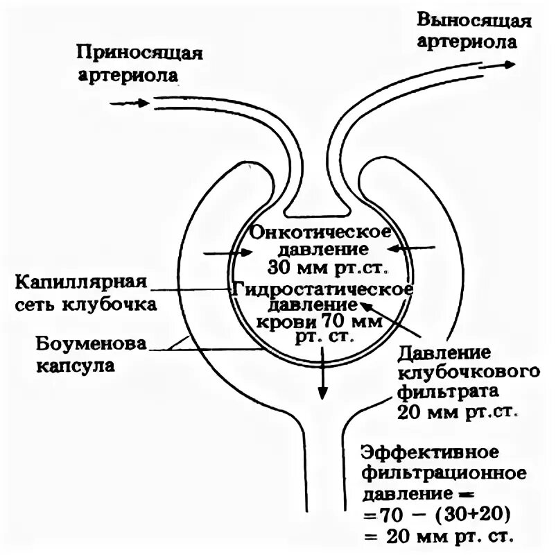 Высокое давление в капиллярном клубочке. Боуменова капсула нефрона. Фильтрационное давление схема. Фильтрационное давление в почках. Эффективное фильтрационное давление схема.