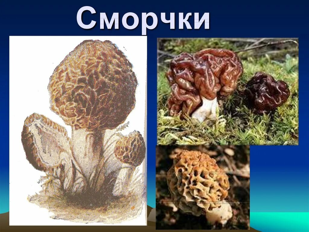 Сморчок и строчок фото и описание. Сморчок несъедобный. Сморчки грибы несъедобные. Ложные сморчки грибы. Гриб строчок сморчок отличия.