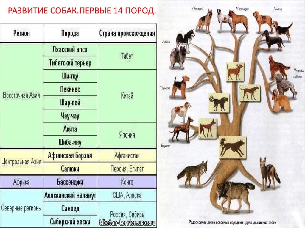 Древо происхождения собак. Классификация пород собак. Иерархия пород собак. Генеалогия пород собак.