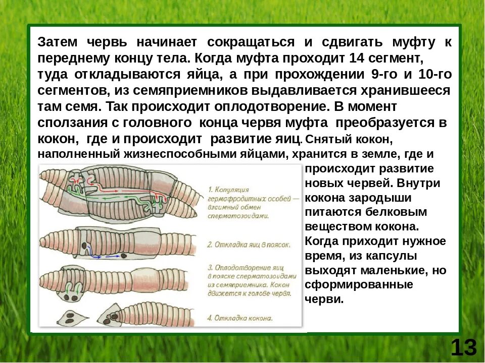 Развитие с метаморфозом дождевой червь. Размножение дождевых червей. Размножение кольчатых червей.