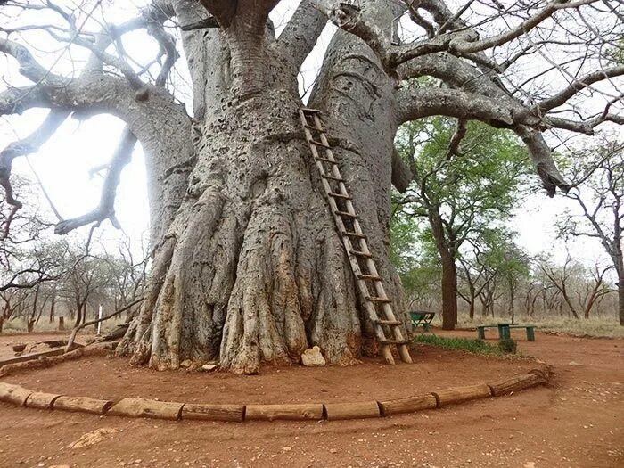 Толстое дерево 6. Баобаб Сенегал 6000. Баобаб в Сенегале. 6000-Летний баобаб в Сенегале. Баобаб Санлэнд.