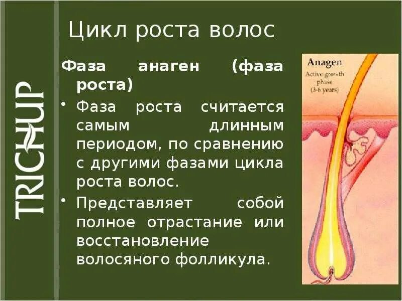 Строение волоса. Строение волоса человека. Строение волос на голове. Строение волоса человека на голове.