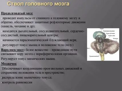Задний мозг выполняет функции