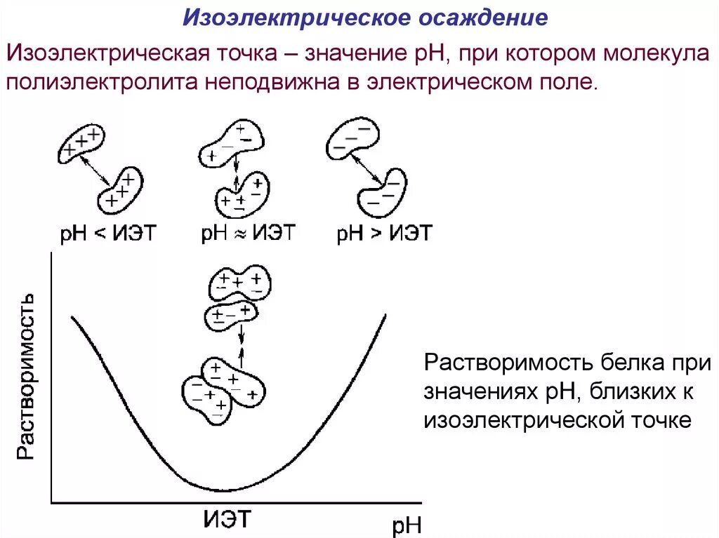 Белковая точка. Изоэлектрическое осаждение. Изоэлектрическое осаждение белка. Изоэлектрическая точка осаждения белка. Осаждение белков в изоэлектрической точке.