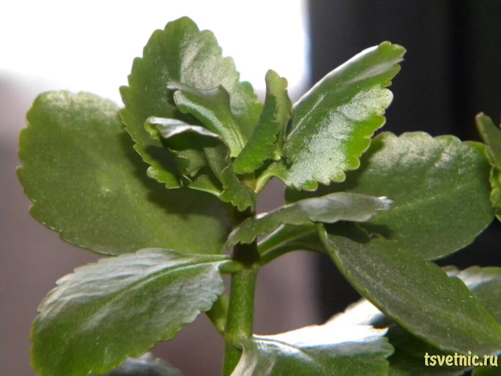 Почему каланхоэ сбрасывает листья. Настойки из каланхоэ рецепты. Каланхоэ вянут листья. Каланхоэ каландива вытянулся. Почему каланхоэ сбрасывает листья.