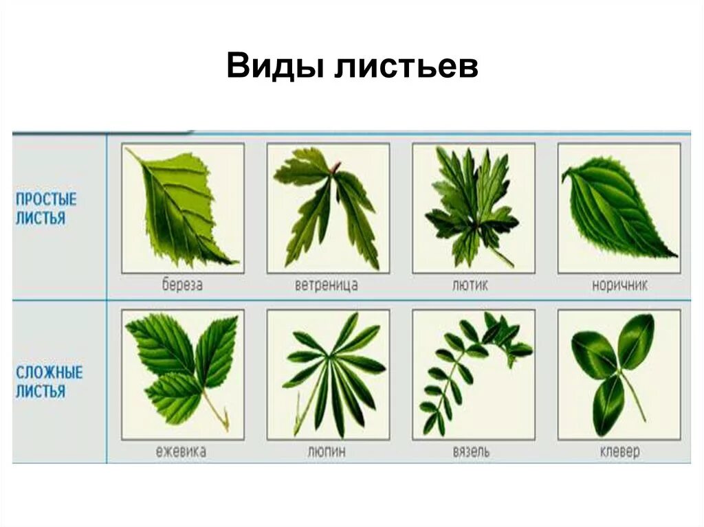 Название растения листья простые. Типы жилкования сложных листьев. Простые листья названия. Растения с простыми листьями. Простые и сложные листья.