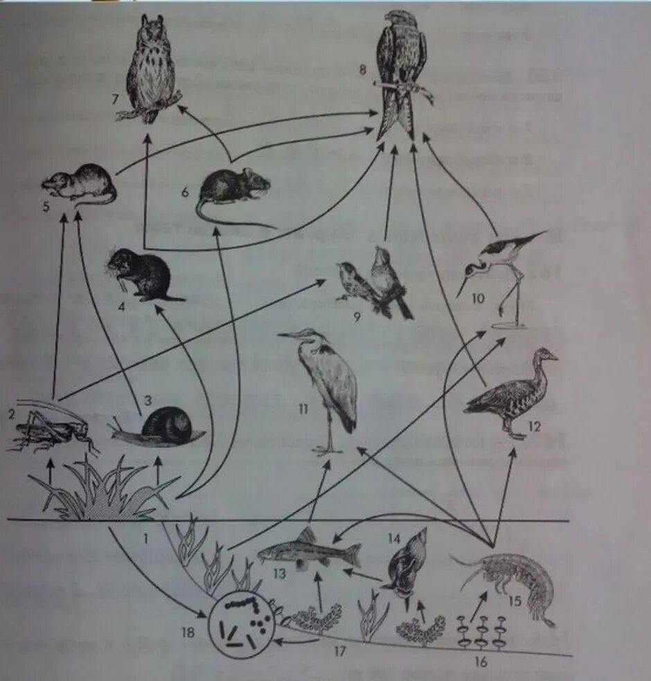 Пищевая сеть это в биологии 9 класс. Пищевая сеть 5 класс биология. Пищевая сеть схема биология. Пищевая цепь 5 класс биология. Изучите фрагмент экосистемы тундры