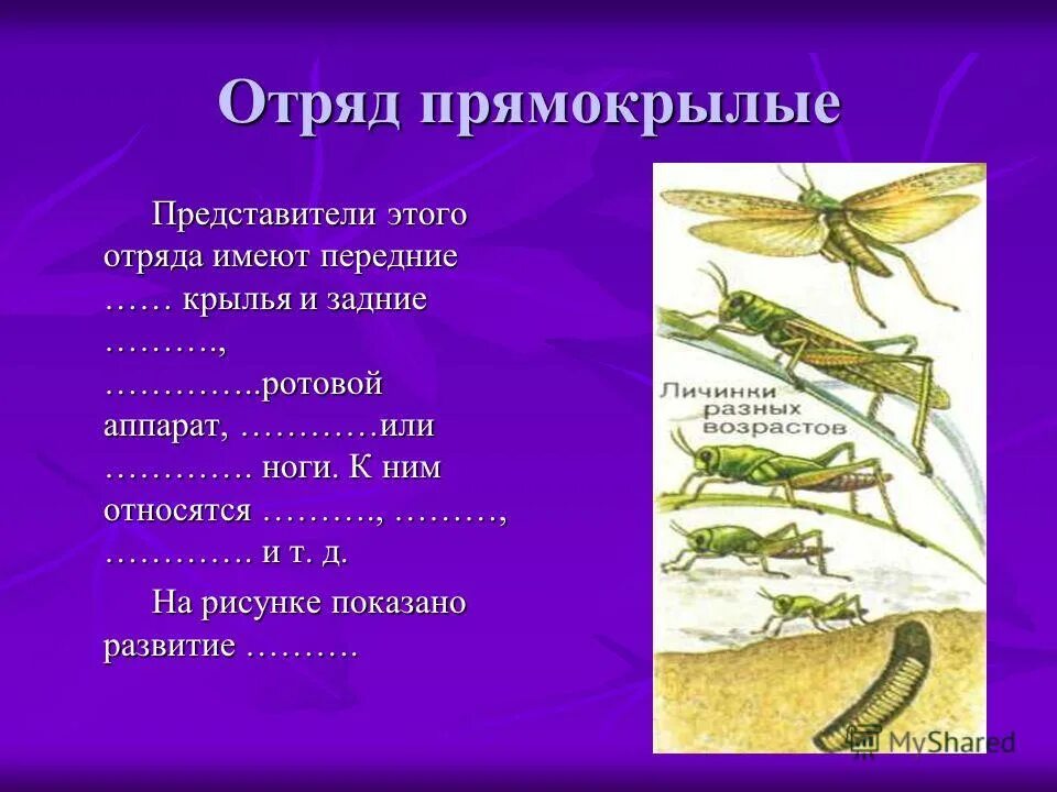 На головном отделе насекомых отряда прямокрылых. Отряд Прямокрылые (Orthoptera) представители. Представители отряда прямокрылых насекомых. Отряд Прямокрылые размножение. Отряд Прямокрылые биология 7 класс.