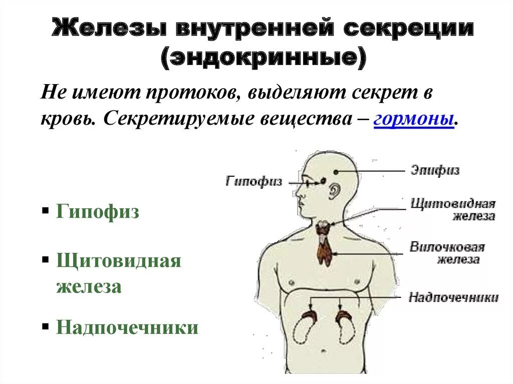 Железы внутренней секреции особенности строения. Возростные особенности желёз внутренней секреции. Железы эндокринной системы и их функции. Железы внутренней секреции функции в организме человека. Возрастные особенности желёз внутренней секреции.