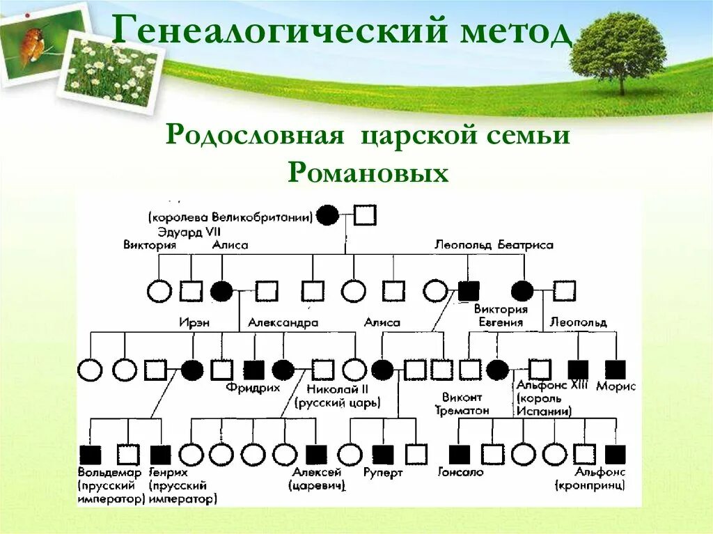 Родословная семьи Романовых биология 9 класс. Генеалогический метод генетики родословная. Пример древа семьи схема. Генеалогическое Древо человека схема биология 11 класс.