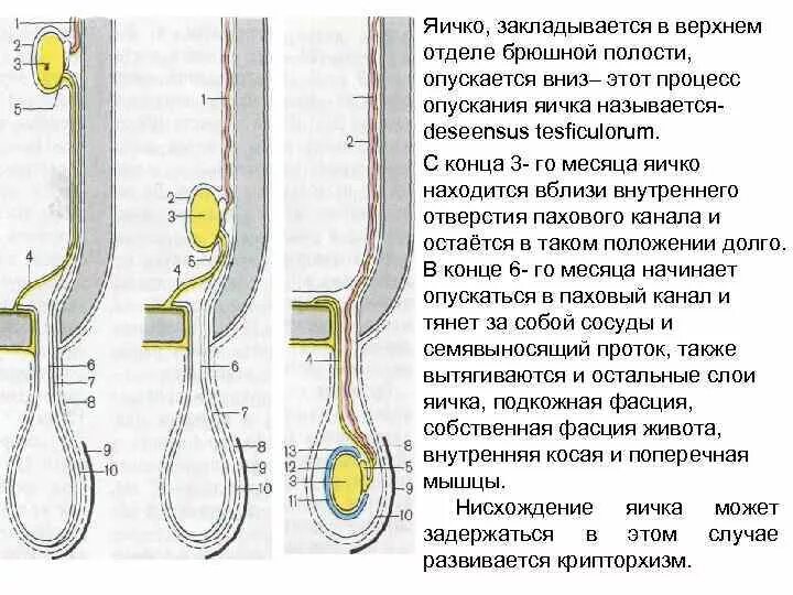 Что делать если болит яйцо у мужчины. Процесс опускания яичка в мошонку. Опускание яичка топографическая анатомия. Фазы опускания яичка. Направляющая связка яичка латынь.