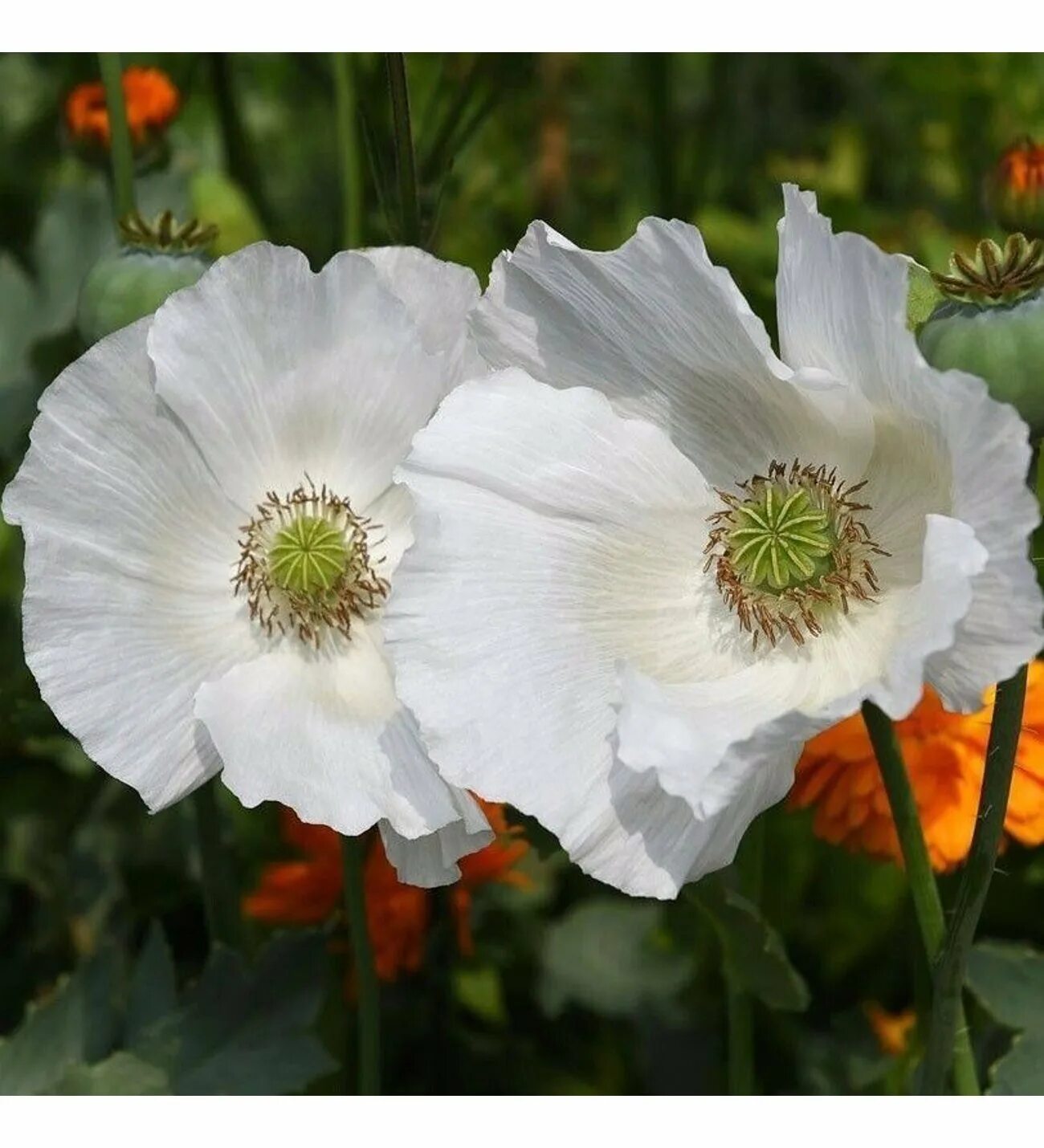 Мак Papaver Cardinal. Мак Papaver Alba. Мак папавер белый. Мак папавер белый поле.