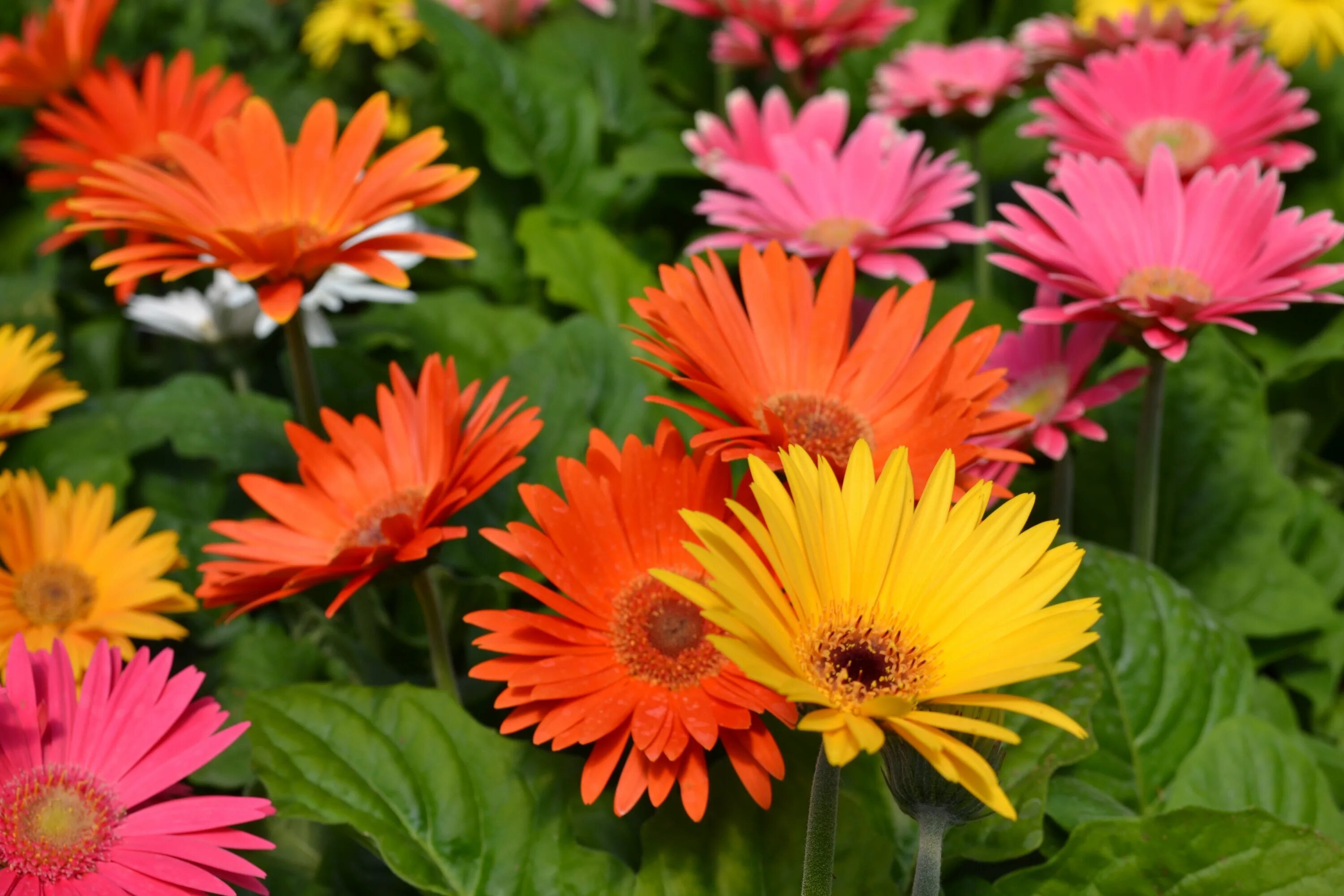 Gerbera Daisy. Гербера Спайдер. Гербера Holstein. Гербера в саду. Гербера значение