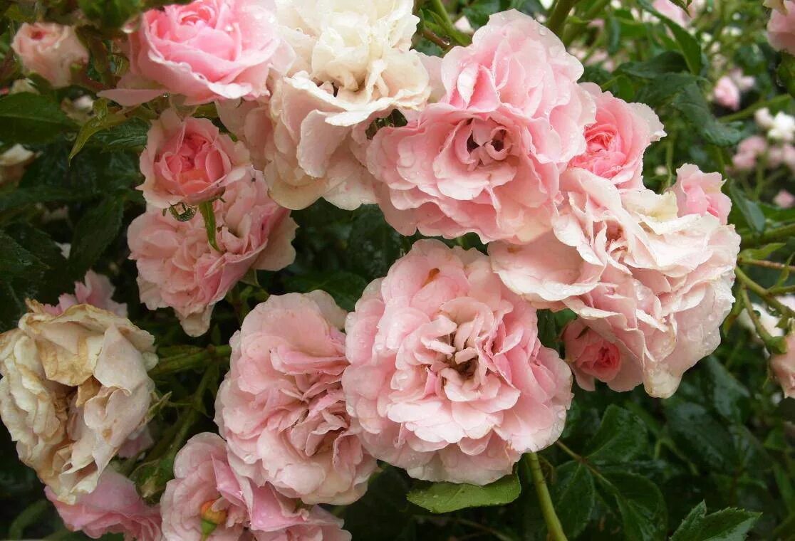 почвопокровные розы сорта. почвопокровные розы. роза почвопокровная адалетта. роза почвопокровная пинк. роза симонида почвопокровная.