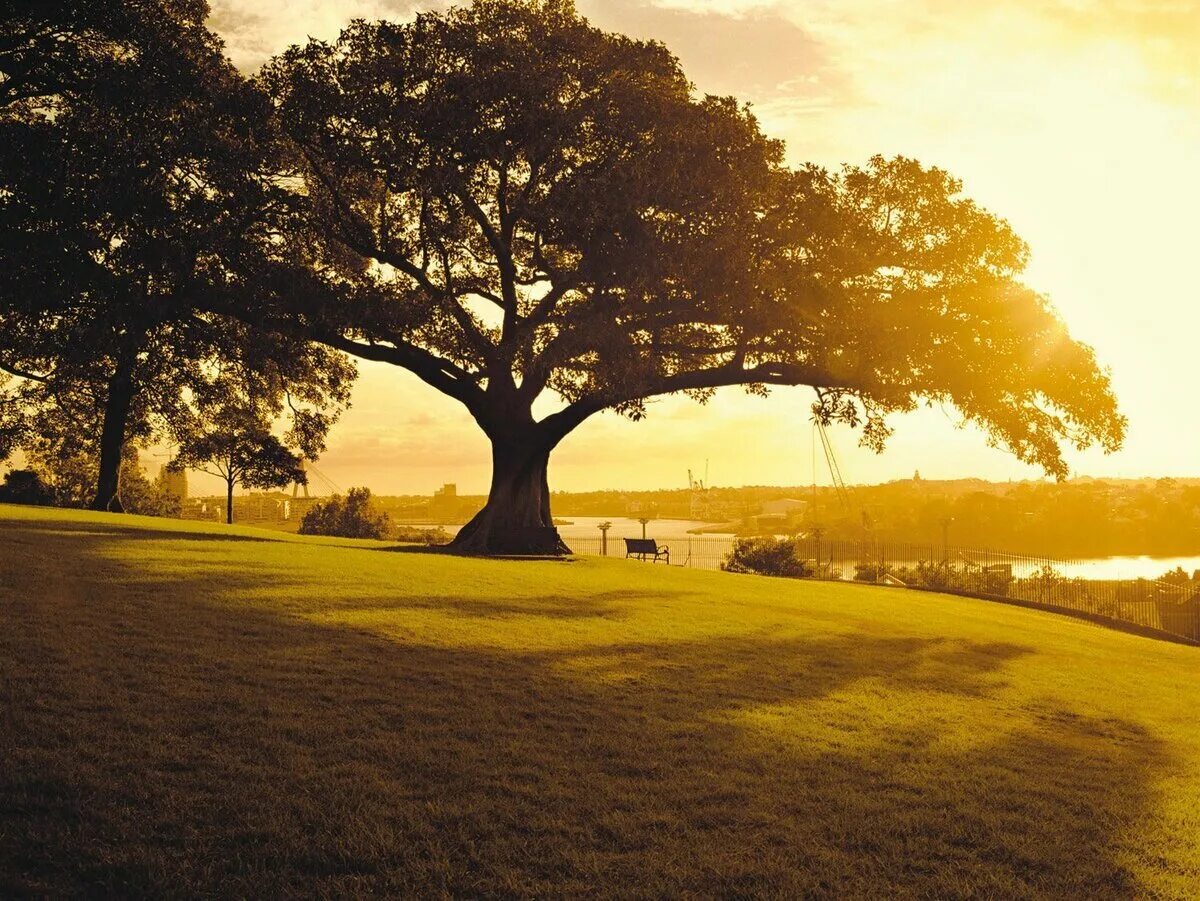 Лес с большим деревом. Красивое дерево. Силуэт дерева. Ветвистое дерево. Под тенью двух громадных деревьев.