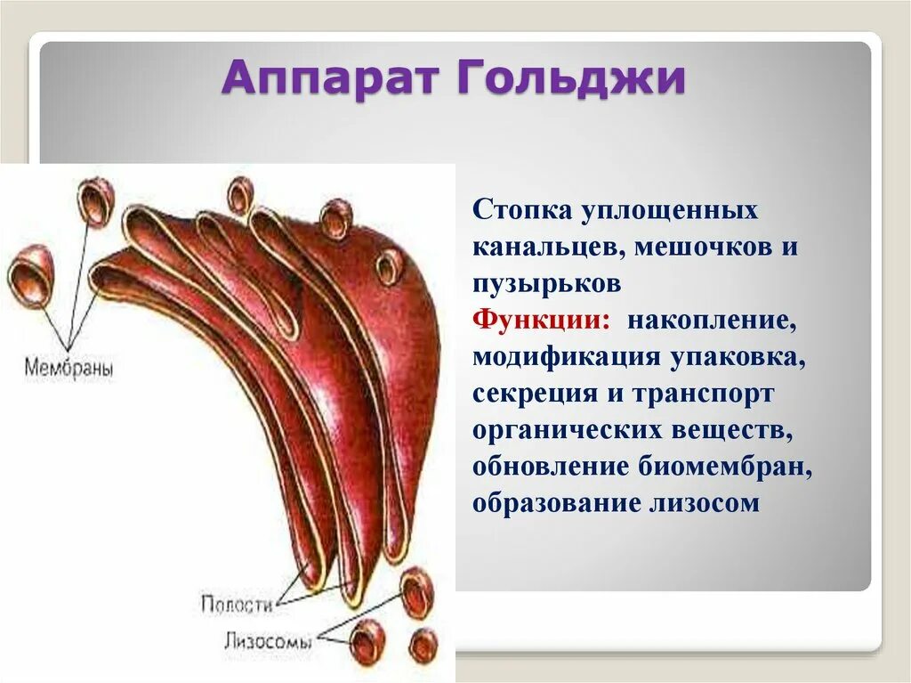 Выполняет секреторную функцию аппарат гольджи. Органелла аппарат Гольджи. Аппарат Гольджи функции. Аппарат Гольджи одномембранный. Комплекс (аппарат) Гольджи (одномембранный органоид).