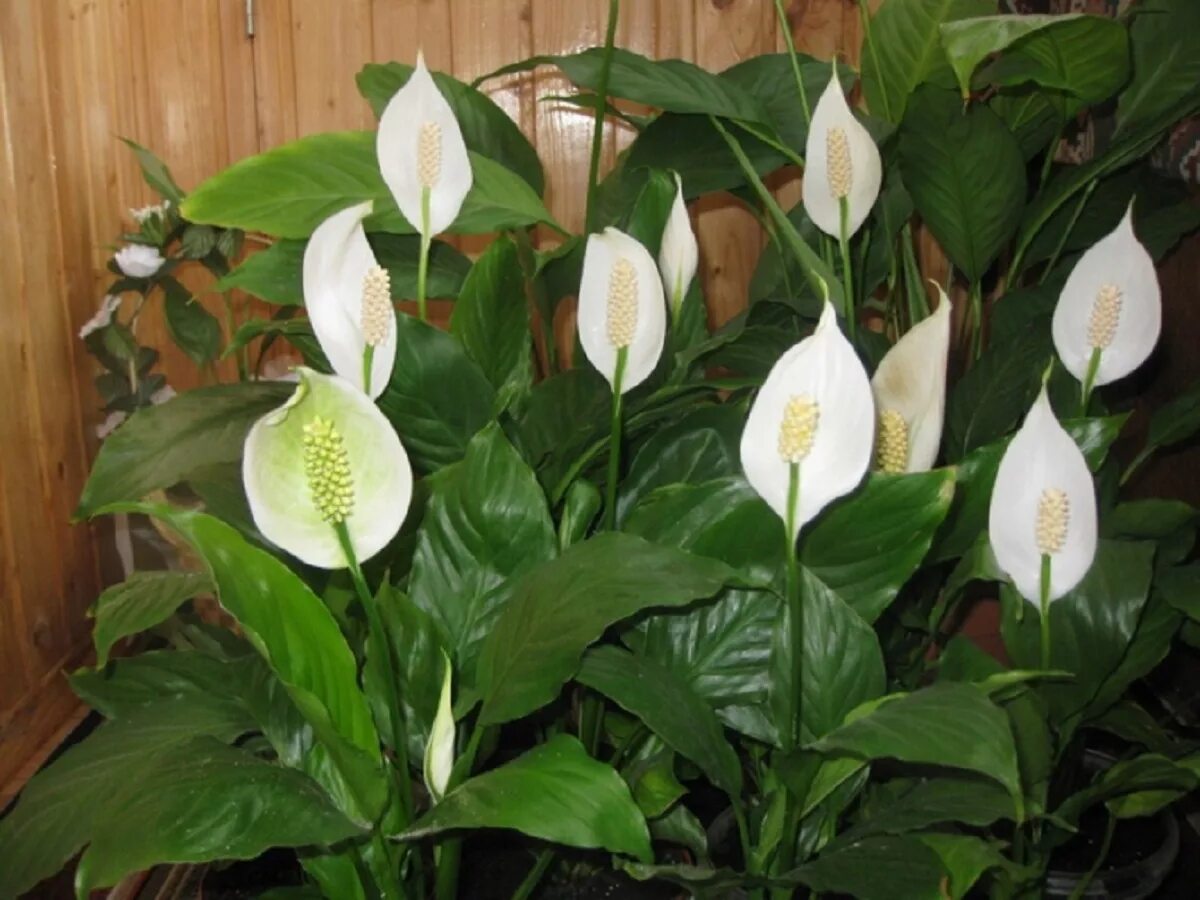 Спатифиллум. Spathiphyllum цветок. Спатифиллум обильноцветущий Spathiphyllum floribundum. Спатифиллум Уоллиса (Spathiphyllum wallisii). Спатифиллум можно держать