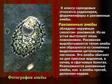К раковинным амебам относятся