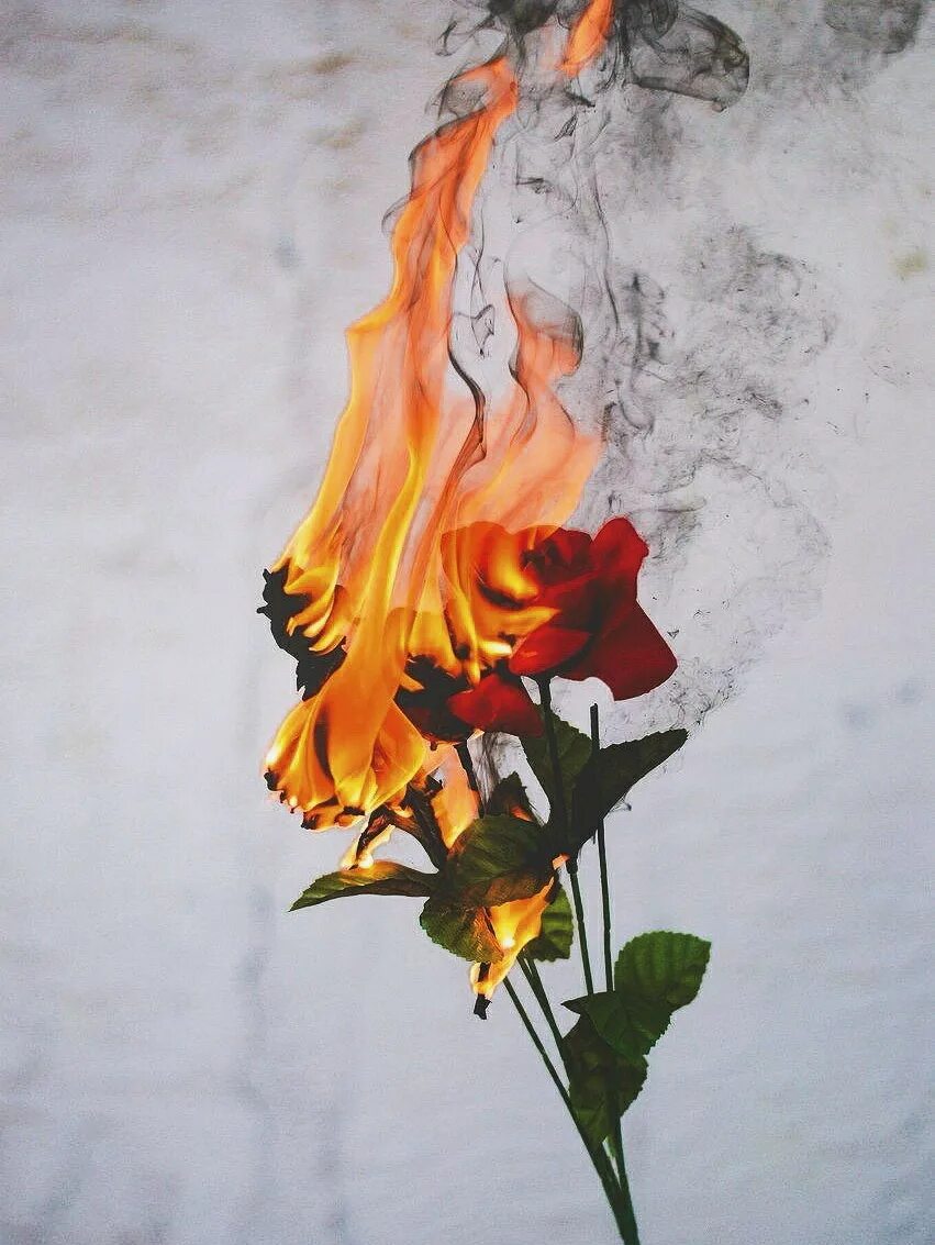 Цветы горят. Огонь Эстетика.