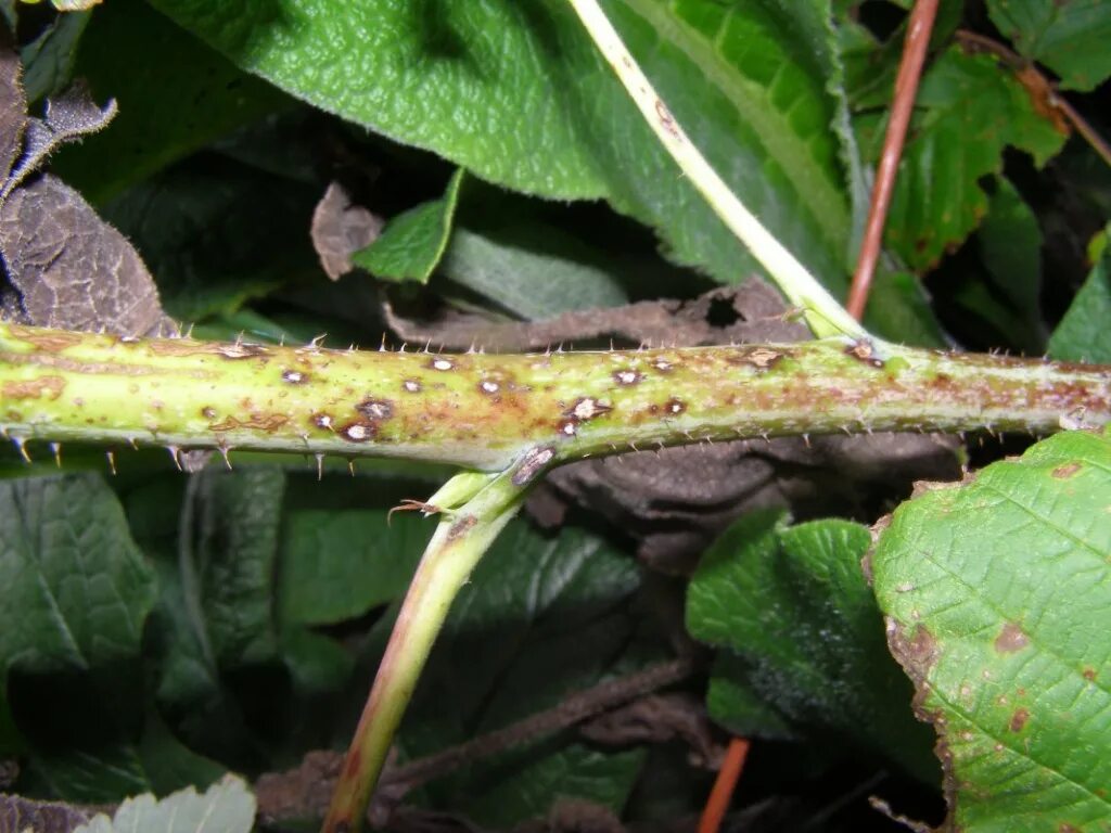 Mycosphaerella rubi - Wikipedia
