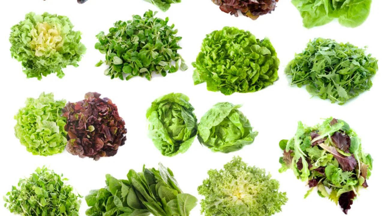 разновидности салата листового. салат латук айсберг. листья зеленого салата какой таксон. фриссе латук. салат романо и айсберг разница.