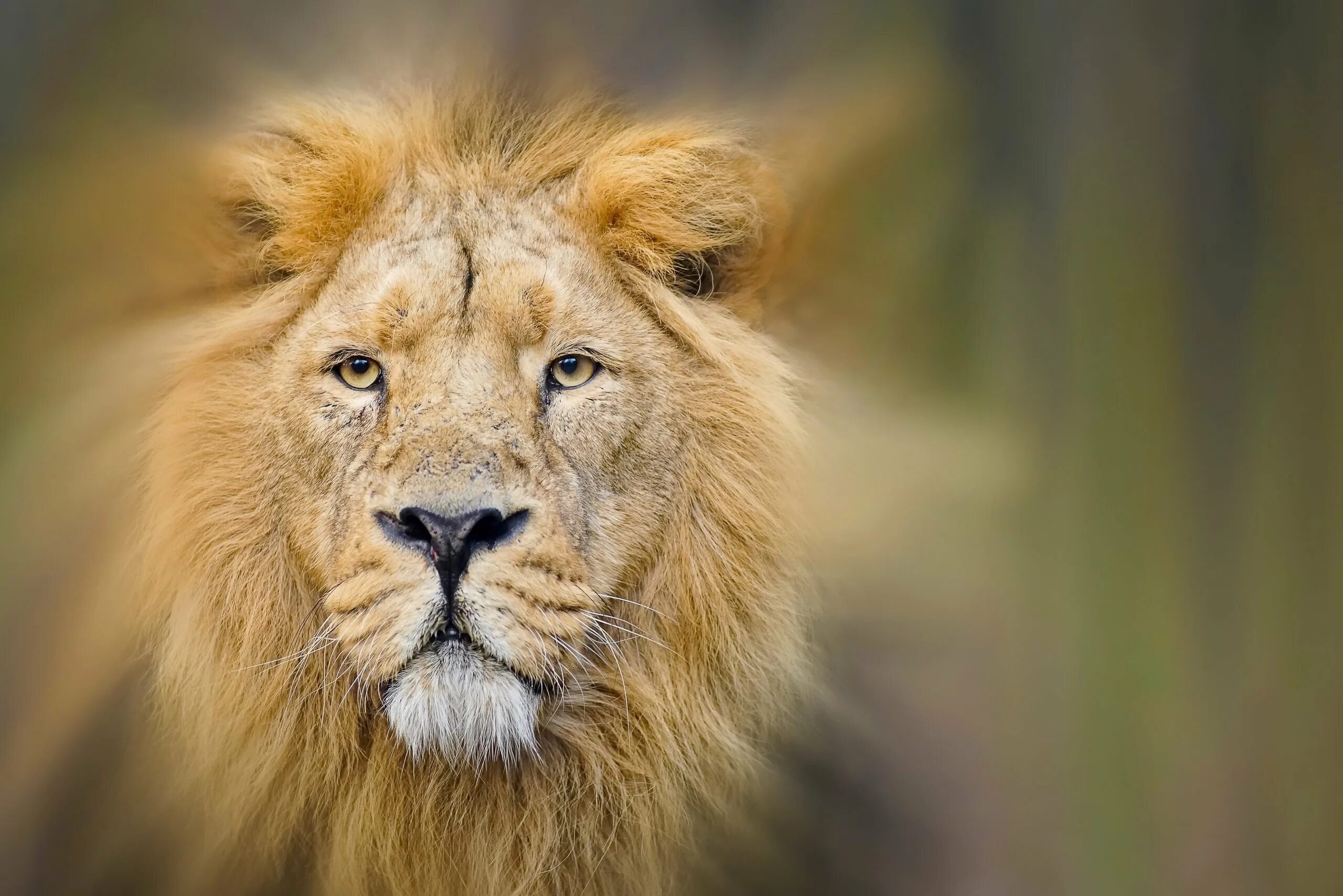 Лев обиделся. Лев фото. Морда Льва. Лицо Льва. Красивый Лев.