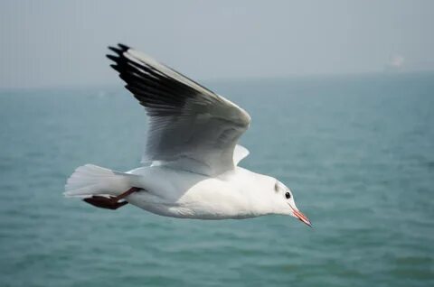 Белые птицы на черном море