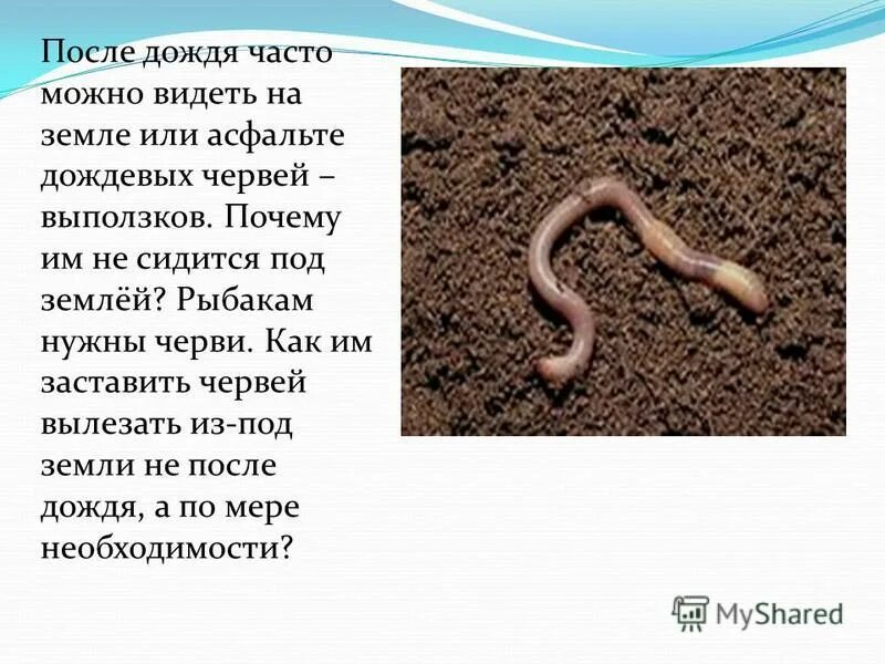 Почему червяки выползают после дождя. Разновидность червя выползка. Дождевые черви выползают из под земли. Почему черви выползают после дождя.