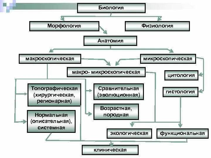 Физиология анатомия морфология. Морфология биология. Разделы морфологии биология. Морфология и физиология в биологии.