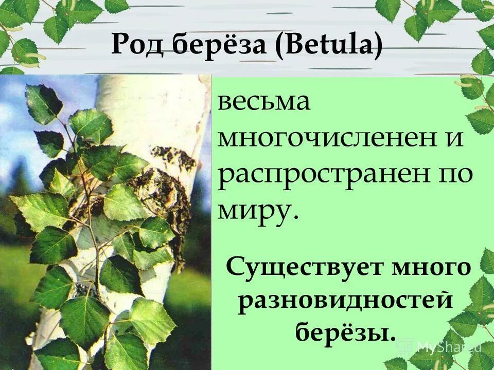 Разновидности березы. Береза (род Betula). Виды бере. Какие бывают березы