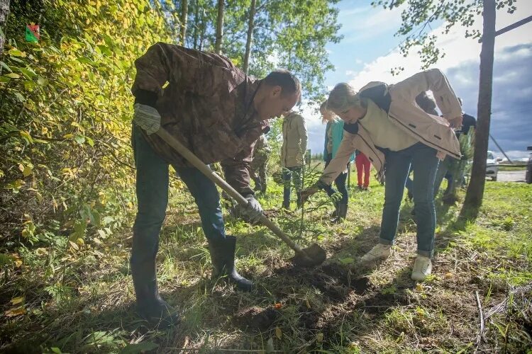 Никому не рад не посаженные деревья впр. Экологический субботник. Высадка деревьев в лесу. Посадка деревьев субботник Омск. Посадка деревьев Киров.