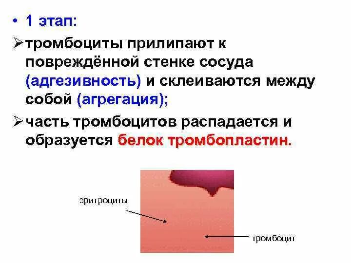 Фермент тромбоцитов. Тромбоциты не склеиваются между собой. Повреждение сосудистой стенки тромб. Прилипание тромбоцитов. Адгезия тромбоцитов к сосудистой стенке.