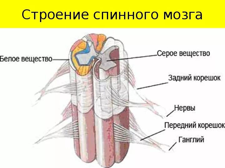 Нисходящий нерв. Серое и белое вещество спинного мозга анатомия. Строение и функции белого и серого вещества спинного мозга. Серое и белое вещество нервной системы. Корешки белого вещества.