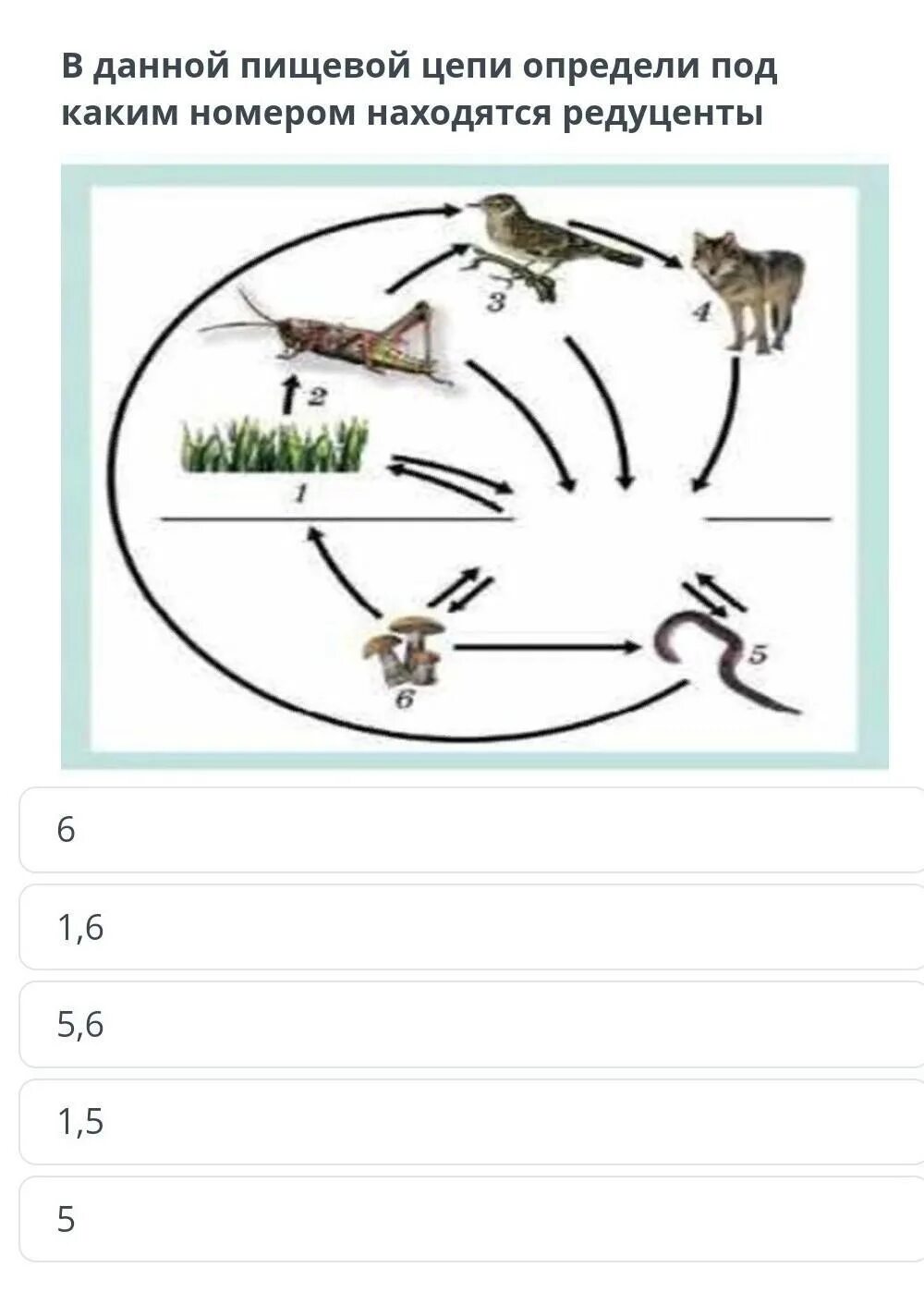 Цепи питания трава кузнечик. Схема цепи питания. Пищевые Цепочки 5 класс биология. Редуценты в пищевой цепи. Пищевая цепь с кузнечиком.