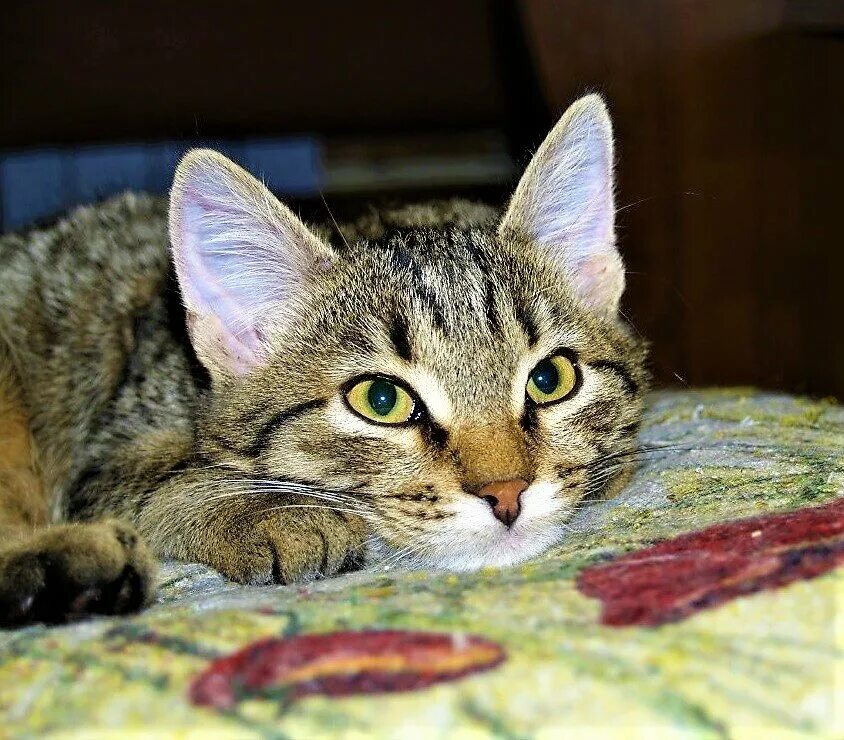 европейская короткошерстная табби тигровый. сибирская кошка полосатая короткошерстная. кошка обычная рыба. европейская лесная короткошерстная кошка. табби макрель.