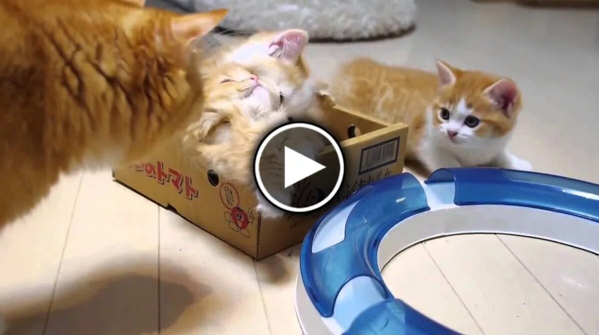 смешной кот в передаче видели видео. ладушки gif. котята играются. играют в ладушки животные. два кота играют в ладушки.