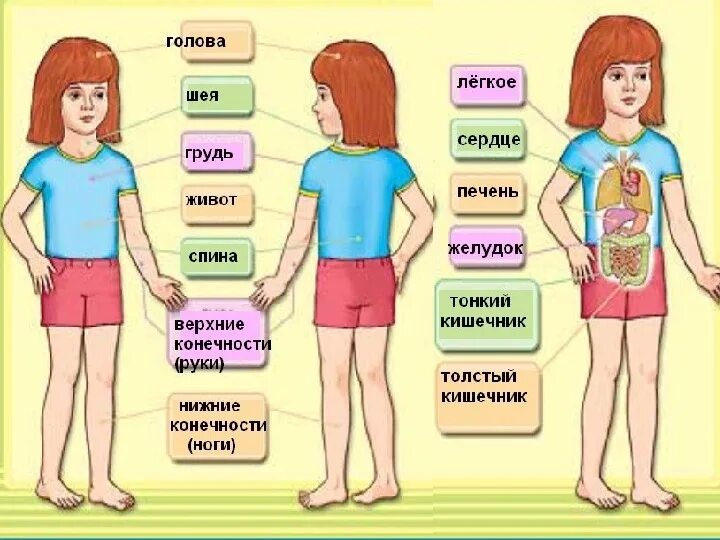 Внешняя часть человека. Строение тела человека. Строение тела человека 2 класс. Строение человека окружающий мир. Внешнее и внутреннее строение тела человека.