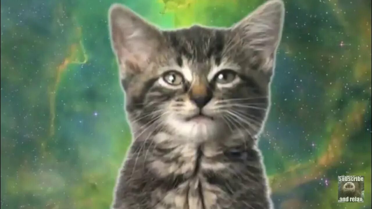 Спой кота. Space Cats Magic Fly. Котошоу. Space Cats Magic Fly by Enjoyker. Magic Fly на кошачьем.