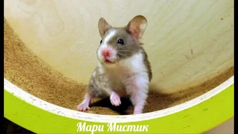 Шифер хомяк 7 июля