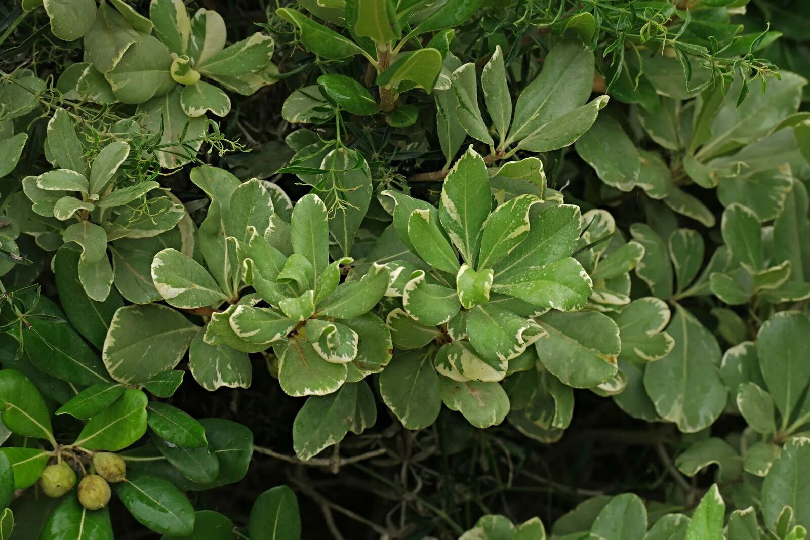 File:Pittosporum tobira - Jardim Botânico de Brasília - DSC09711.JPG - Wikimedia