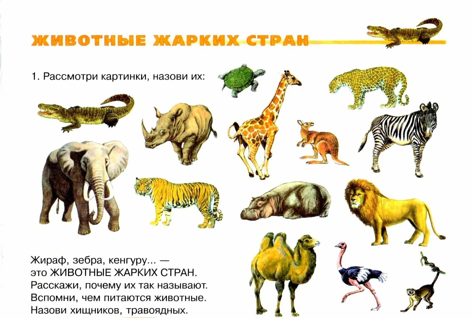 интересные факты о животных жарких районов. узнать о животном мире жарких районов. рассказ о животном жарких районов 1 класс окружающий мир. рассказ о животных жарких стран. животный мир жарких районов.