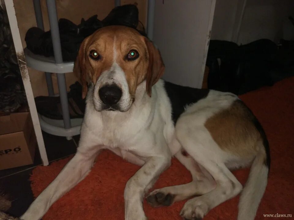 Гончие собаки г лиски. Потеряшки гончие. Русская гончая черноспинная. Русская гончая владимирская. Найдена собака гончая.