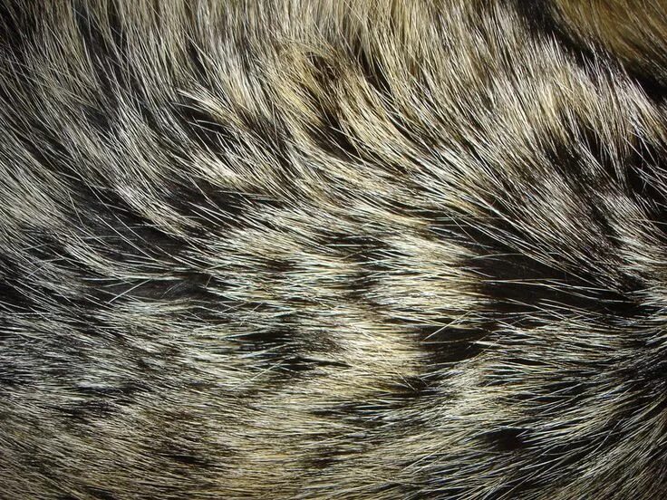 Da fur. Мех фактура. Мех животного. Мех. Шерсть волка.
