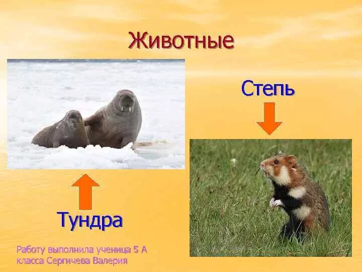 Контрольная работа по тундре 4 класс