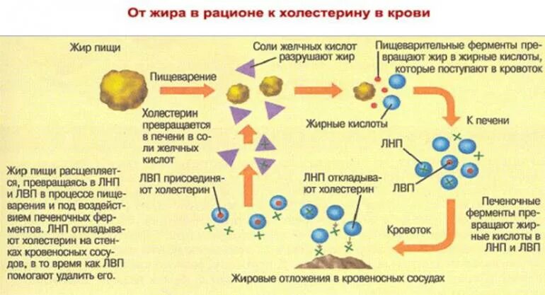 Повышен лпвп в крови у мужчин. Пре бета липопротеиды. Холестерин по Фридвальду. Рекомендации по диете для улучшения общего профиля липопротеидов. Места синтеза и разрушения липопротеидов.