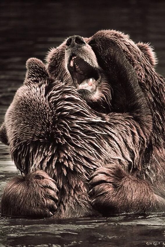 Медведяра. Bear hug. Big hugs мишка. Big Bear Fighting. Bear to think