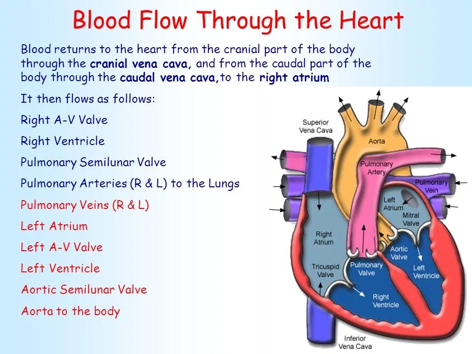 Flow through. Flow сердце. through the heart. steps of blood flow.