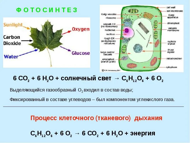Пример азота круговорота биогенного элемента. Круговорот веществ в биосфере биогенные элементы. Круговорот биогенных элементов. Круговорот веществ и поток энергии в экосистеме. Химия биогенных элементов.